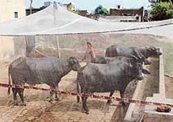 Heavy-Duty Mosquito Net for Cows & Buffaloes